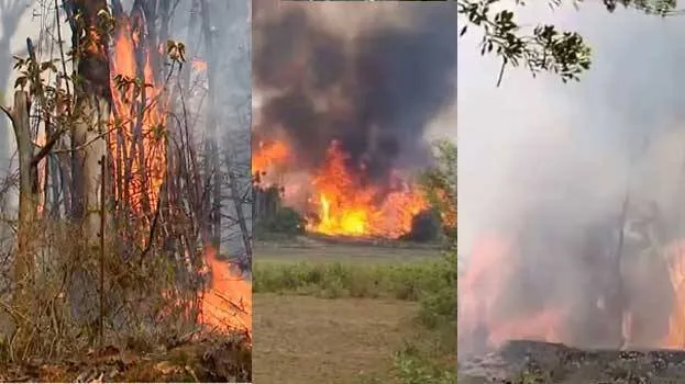 forest-fire