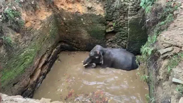 elephant
