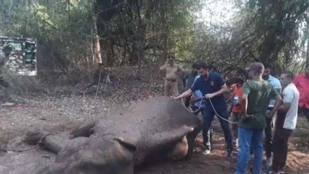 wild-elephant-hit-by-trai