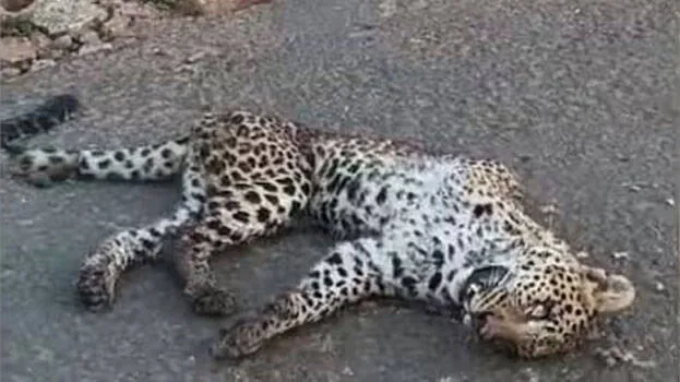 leopard