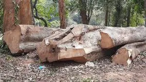 wood