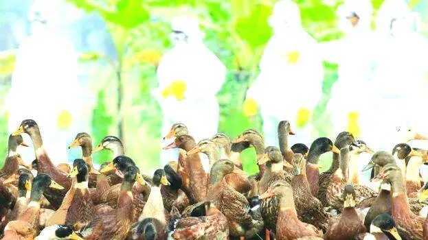 bird-flu