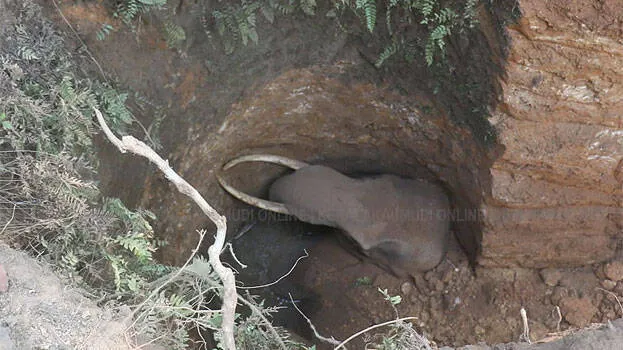 elephant