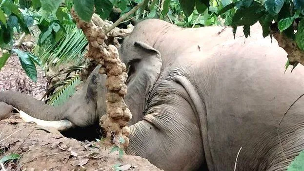 elephant