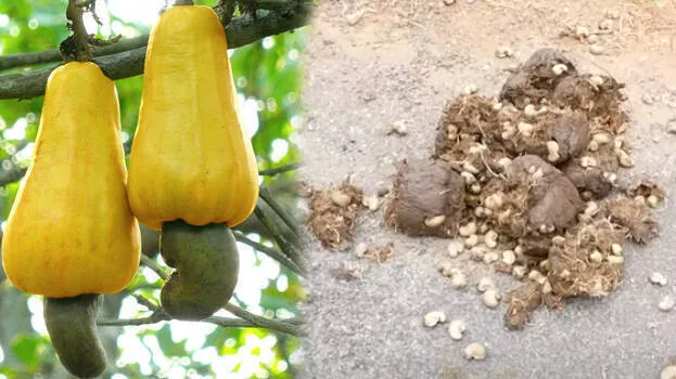 nuts