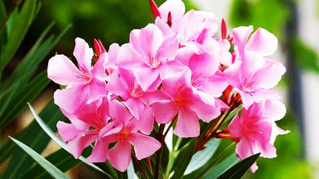 arali-poo-flowers-kerala-