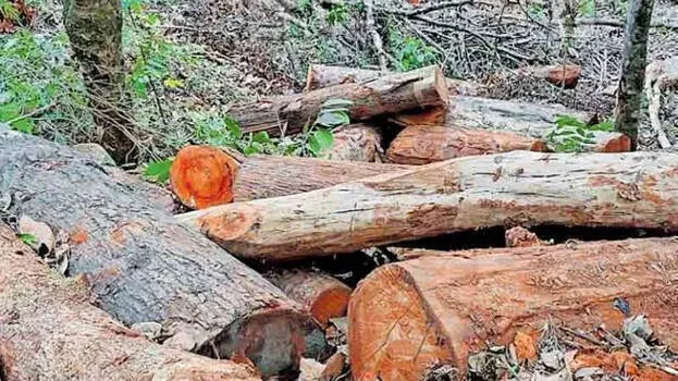 sugandhagiri-tree-felling