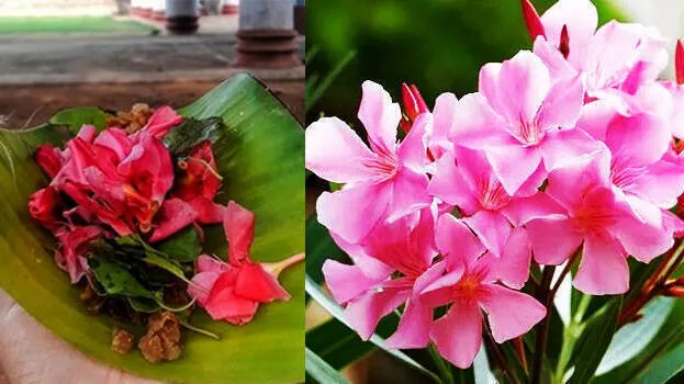 arali-flower