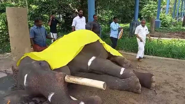 thrissur-elephant-tusker-