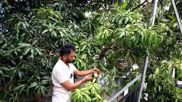 mango
