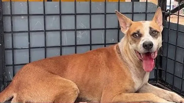 dog