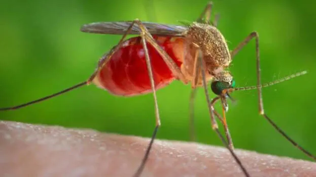 west-nile-