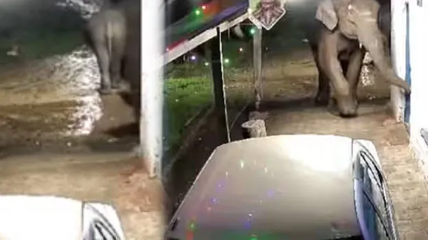 idukki-elephant-attack-ra