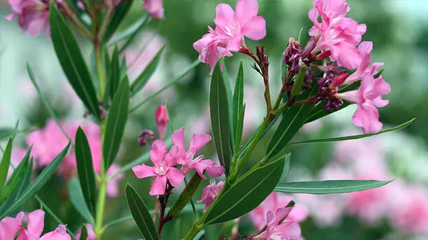 arali-flower