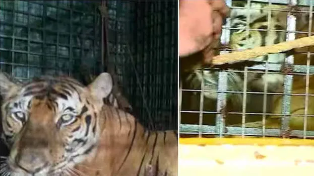 tiger