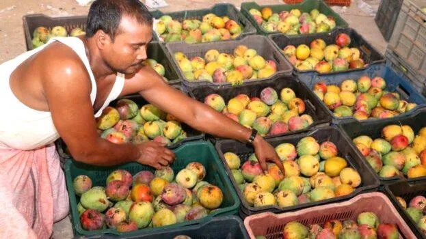 mangoes