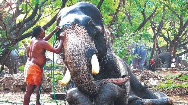 elephants