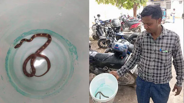 snake