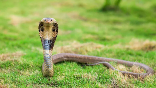 snake-