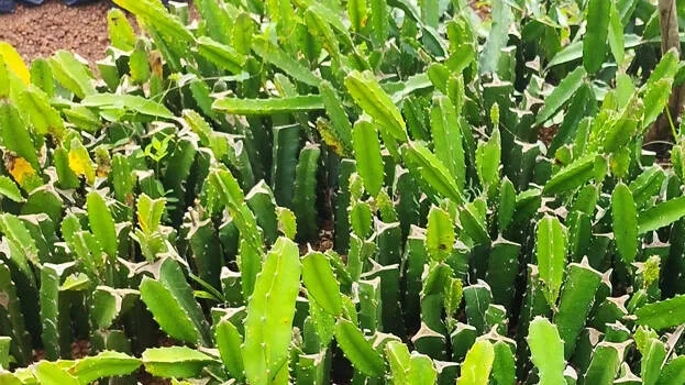fruit