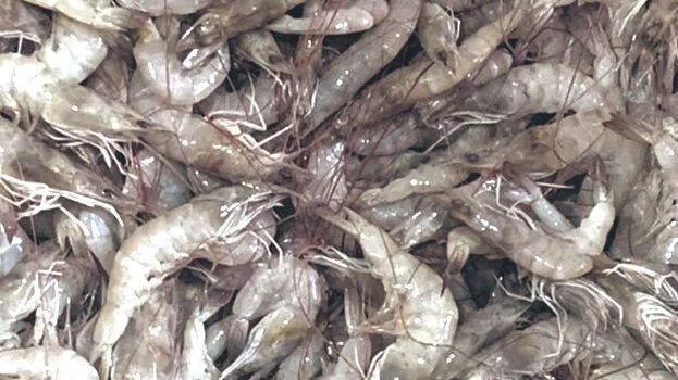 shrimp-business-kerala-ge