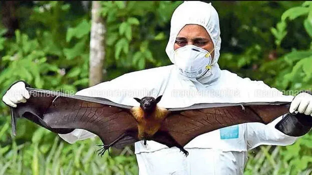 nipah-virus-india-world-r