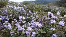 neelakurinji