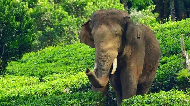 arikomban-elephant-kerala