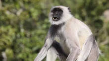 hanuman-monkey