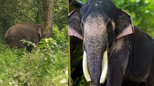 puthupally-sadhu-elephant