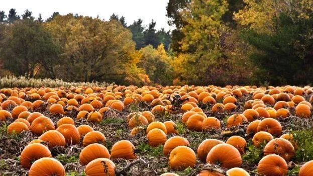 pumpkin-