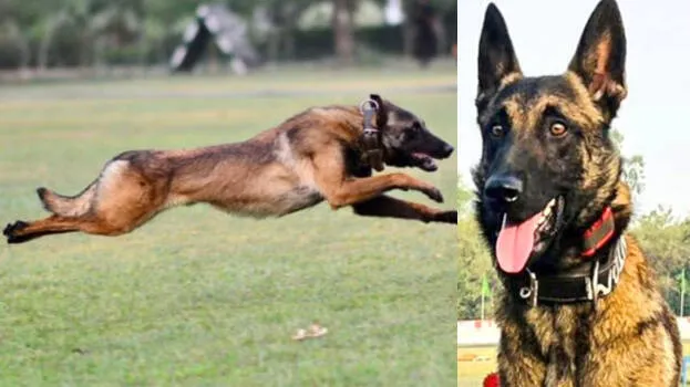 -kerala-dogs-killed-phant