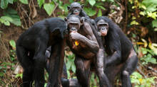 animals-