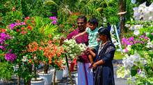 bougainvillea-