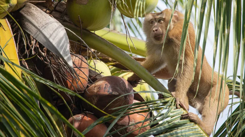 monkey-menace