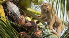monkey-menace