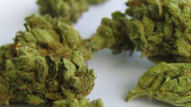 ganja-case