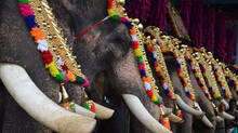 elephant-parading