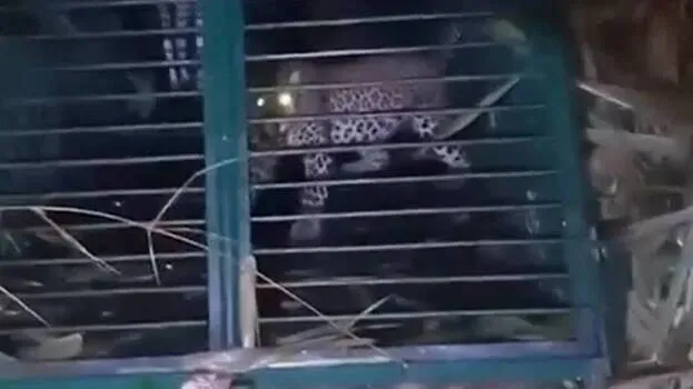 leopard