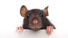 rat-fever