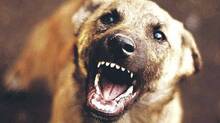 stray-dog-attack-in-petta