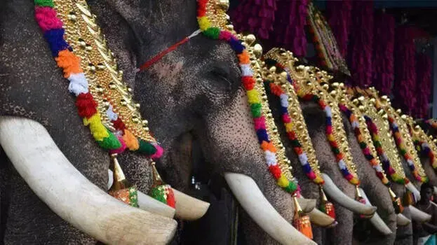 elephant-