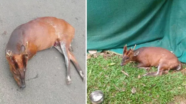 barking-deer