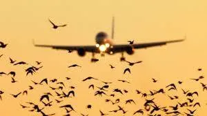 birds
