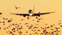 birds