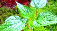 stinging-nettle-plant