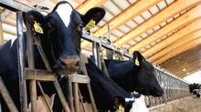 national-livestock-survey