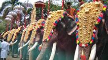 elephants