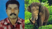youth-killed-by-wild-elep