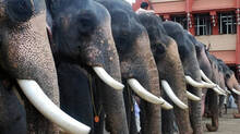 captive-elephants-in-kera
